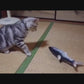 Floppy Fish Cat Toy – 2-Pack USB-Rechargeable Cat Kicker Toys with Catnip | Best Interactive Fish Toy for Cats That Move & Flop